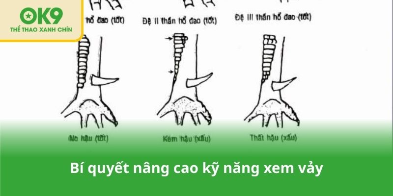 Bí quyết nâng cao kỹ năng xem vảy