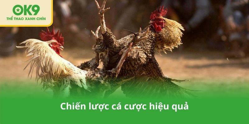 Chiến lược cá cược hiệu quả