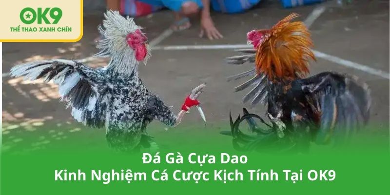 Đá Gà Cựa Dao – Kinh Nghiệm Cá Cược Kịch Tính Tại OK9