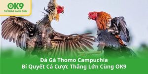 Đá Gà Thomo Campuchia – Bí Quyết Cá Cược Thắng Lớn Cùng OK9