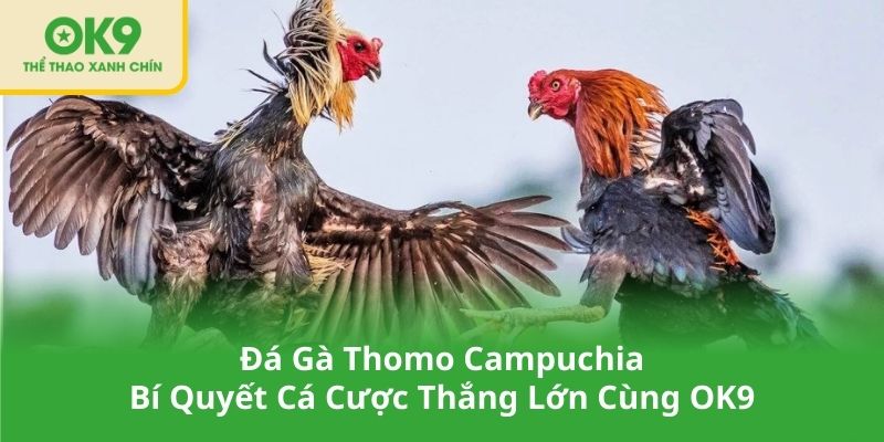 Đá Gà Thomo Campuchia – Bí Quyết Cá Cược Thắng Lớn Cùng OK9