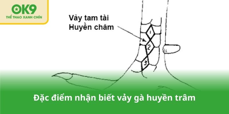 Đặc điểm nhận biết vảy gà huyền trâm