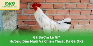 Gà Bướm Là Gì_ Hướng Dẫn Nuôi Và Chiến Thuật Đá Gà OK9