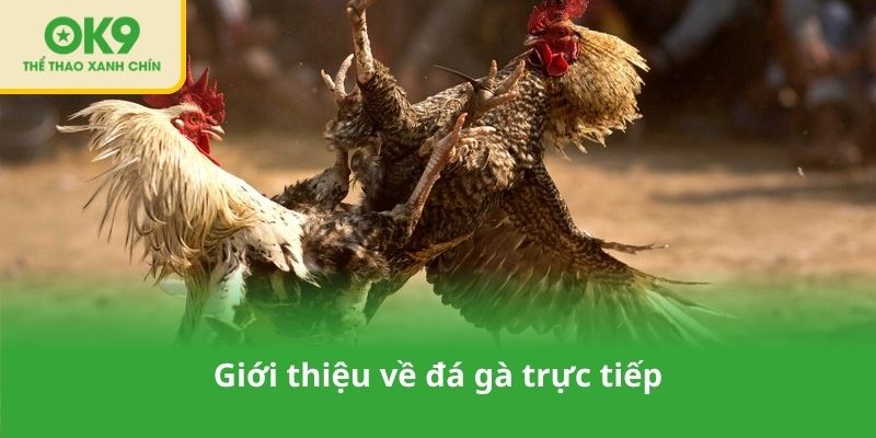 Giới thiệu về đá gà trực tiếp