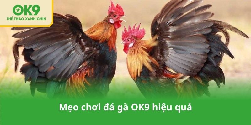 Mẹo chơi đá gà OK9 hiệu quả