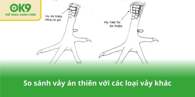 So sánh vảy án thiên với các loại vảy khác
