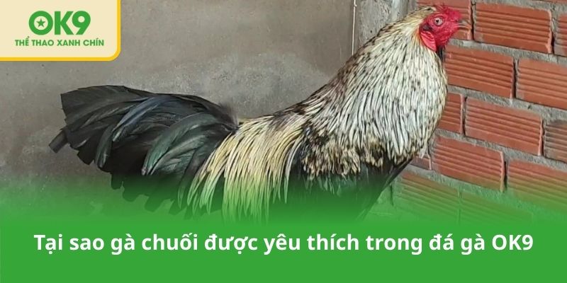 Tại sao gà chuối được yêu thích trong đá gà OK9
