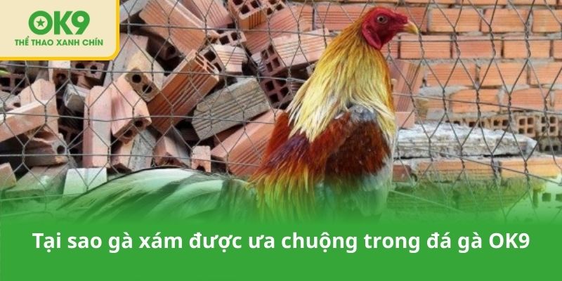 Tại sao gà xám được ưa chuộng trong đá gà OK9