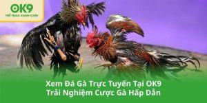 Xem Đá Gà Trực Tuyến Tại OK9 – Trải Nghiệm Cược Gà Hấp Dẫn
