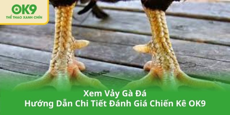 Xem Vảy Gà Đá – Hướng Dẫn Chi Tiết Đánh Giá Chiến Kê OK9